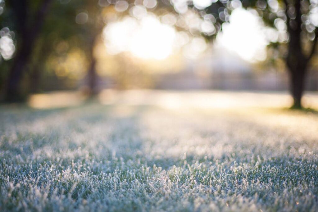 All You Need To Know About Winter Lawn Care In Texas